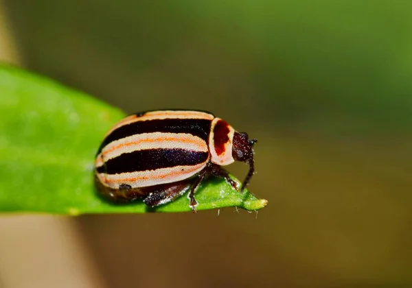 Kuschelina Flea Beetle Genus Leaf Houston Species Found Usa Eye — Stock Photo, Image