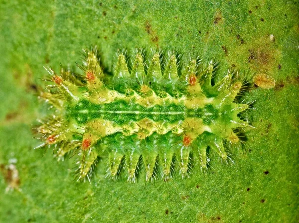 Spiny Oak Slug Caterpillar Euclea Delphinii Una Foglia Acero Malata — Foto Stock