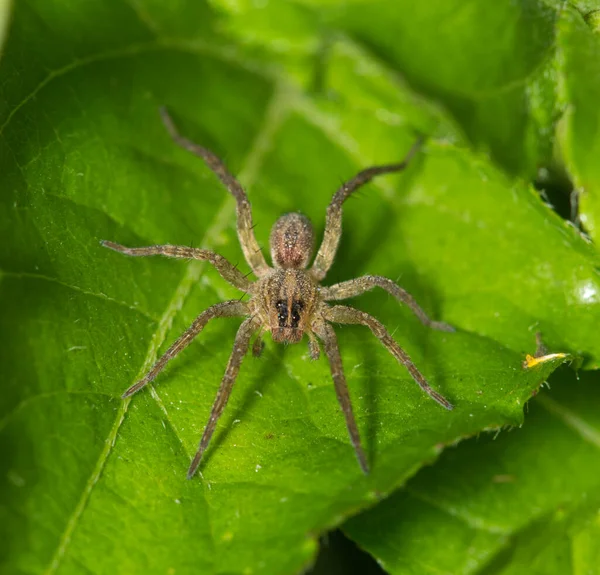 Wolf Spider Lycosidae Green Leaves Hunting Suburban Backyard Facing Camera — Stock Photo, Image