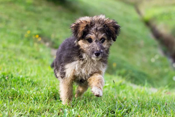 Söt liten hund som leker i gräset — Stockfoto