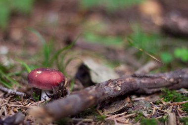 Orman mantar ve bitki örtüsü içinde