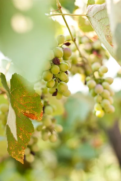 Uva-videira verde — Fotografia de Stock
