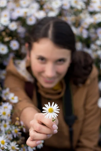 Gyönyörű fiatal barna lány ad egy fehér virág, kamilla — Stock Fotó