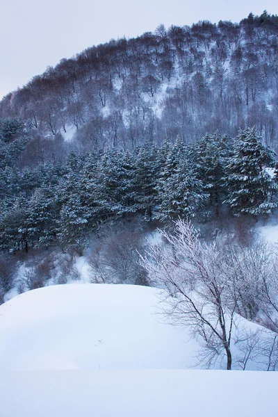 Paisaje montañoso de invierno con árboles congelados —  Fotos de Stock