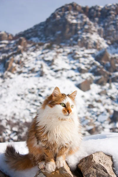 Kış dağlarda dışarı kabarık kedi