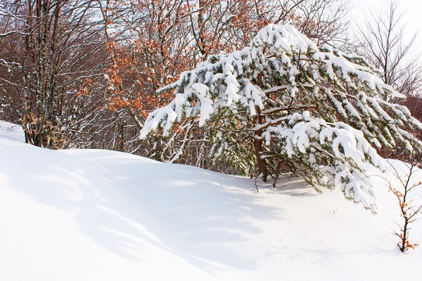 Jodła pokryte śniegiem w górach — Zdjęcie stockowe