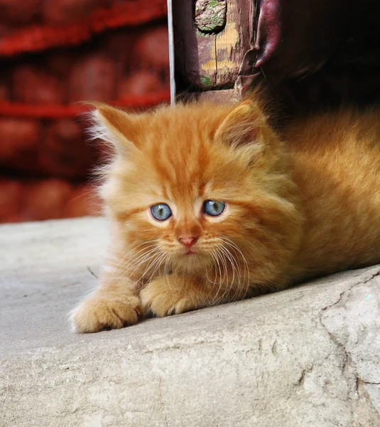 Pequeno gatinho vermelho olhando para o lado — Fotografia de Stock