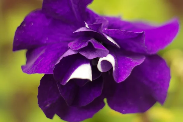 Violet petunia close-up — Stock Photo, Image