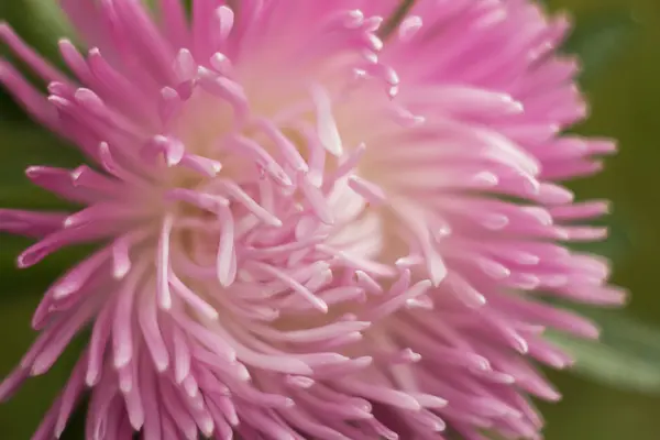 Pembe krizantem kadar kapalı — Stok fotoğraf