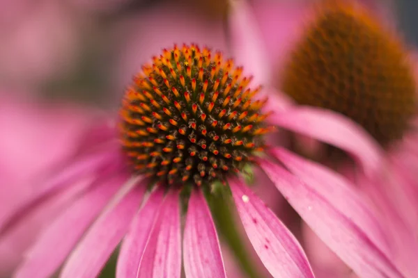 Mor koni çiçeği (Echinacea)
