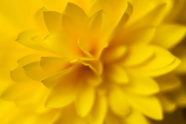 Yellow dahlia close-up — Stock Photo, Image