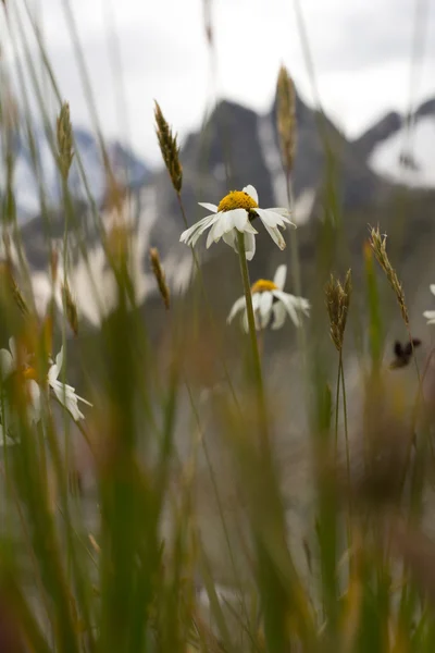 Daisies on a background of mountains — Stock Photo, Image