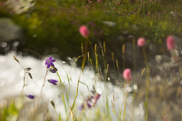 Spruzzi d'acqua nel fiume — Foto Stock