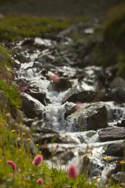 Mountain river and flowers — Stock Photo, Image