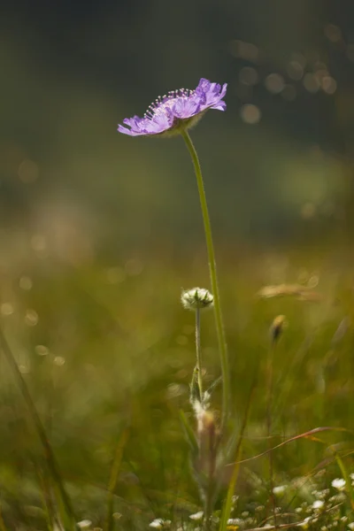 Fiore viola di montagna primo piano — Foto Stock