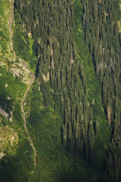 Pino e fiume di montagna — Foto Stock