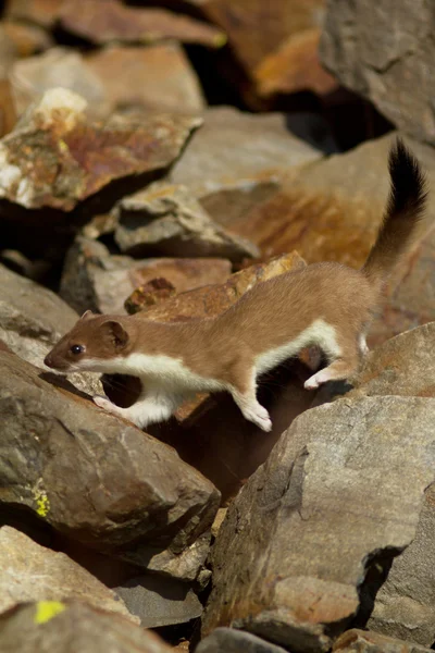 Stoat — Stockfoto