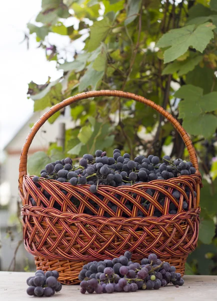 Baskets with nature grapes — Stock Photo, Image