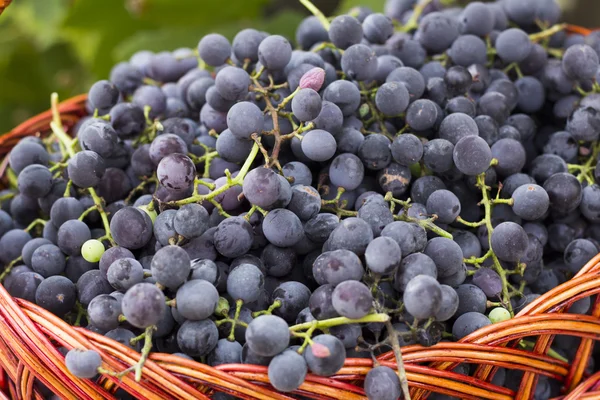 Cestas com uvas da natureza — Fotografia de Stock