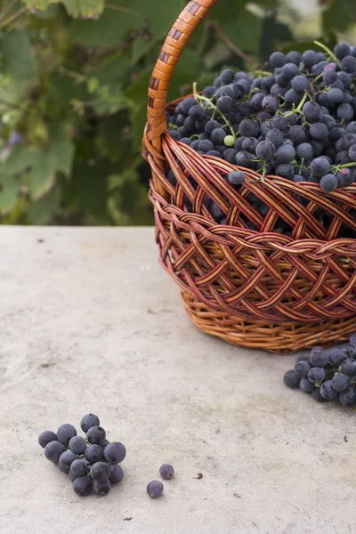 Cestas com uvas da natureza — Fotografia de Stock