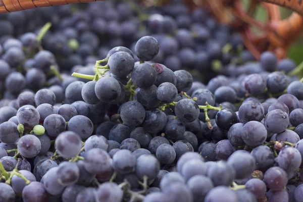 Cestas com uvas da natureza — Fotografia de Stock