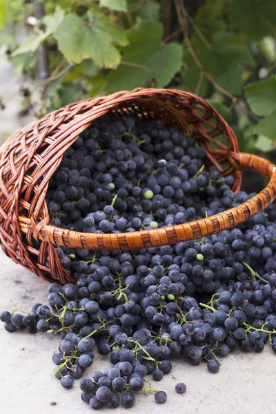 Cestas com uvas da natureza — Fotografia de Stock