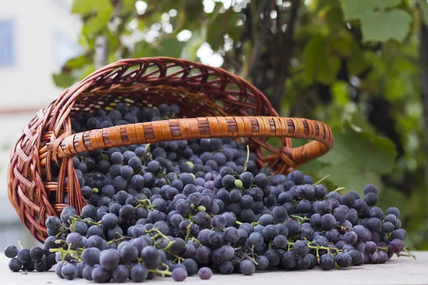 Cestas com uvas da natureza — Fotografia de Stock