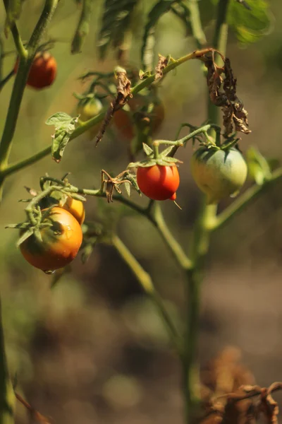 La brousse de tomates rouges mûres — Photo