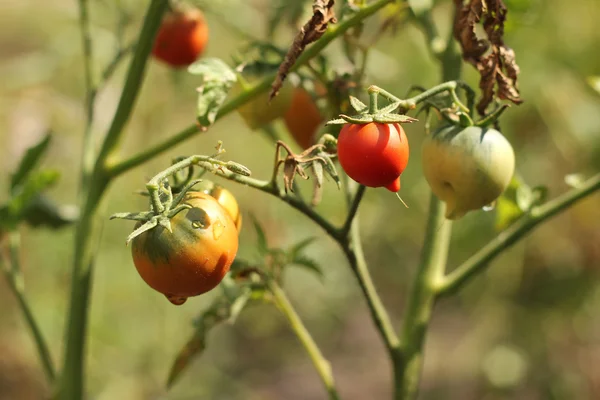 Krzew dojrzały czerwone pomidory — Zdjęcie stockowe