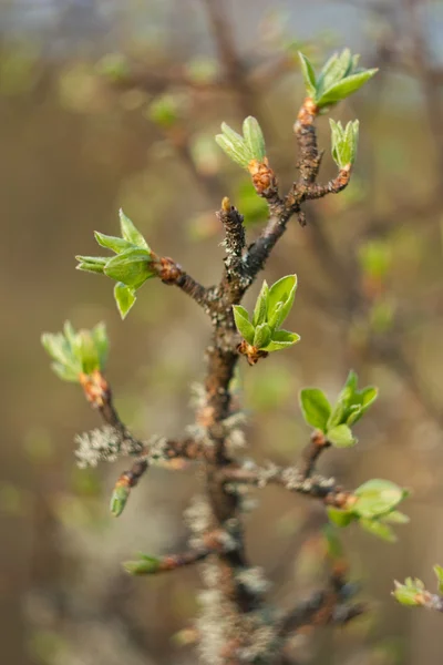 Knoppar på grenen — Stockfoto