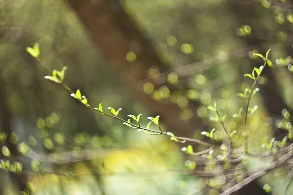 Gemme sul ramo — Foto Stock