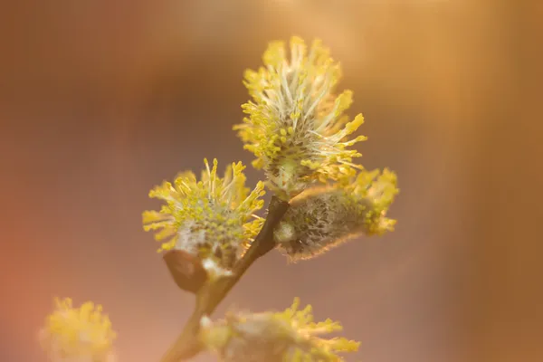 Buds on the branch — Stock Photo, Image