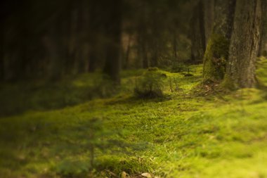 Güneş ağacı üzerinde yosun