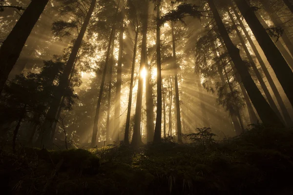 Ljus i skogen — Stockfoto