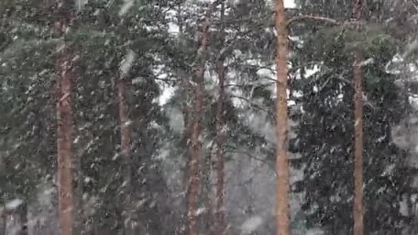 Snowfall on a background of pine trees — Stock Video