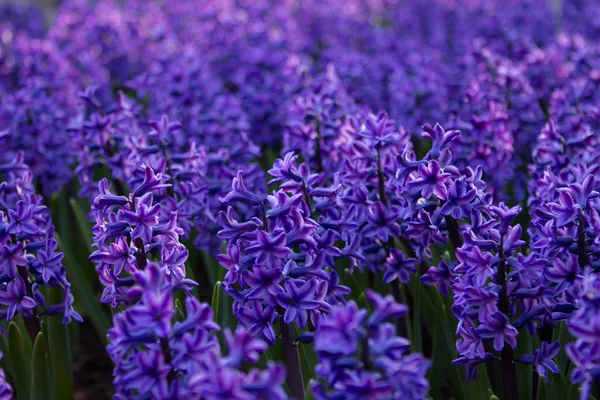 Deep blue flowers of hyacinths — Stock Photo, Image