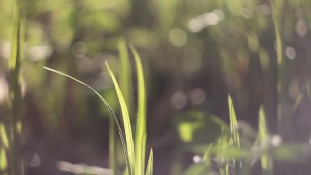 Blommande gräs böjning i vinden. oskärpa. bokeh — Stockvideo