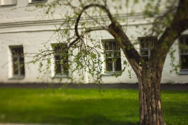Petit arbre sur pelouse verte — Photo