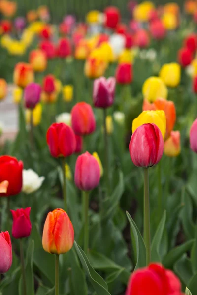 Holland fält vackra levande tulpan — Stockfoto