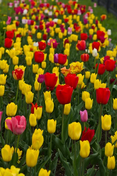 Holland fält vackra levande tulpan — Stockfoto