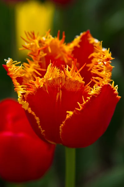 Hollande beaux champs de tulipes vives — Photo