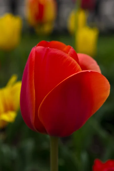 Hollande beaux champs de tulipes vives — Photo
