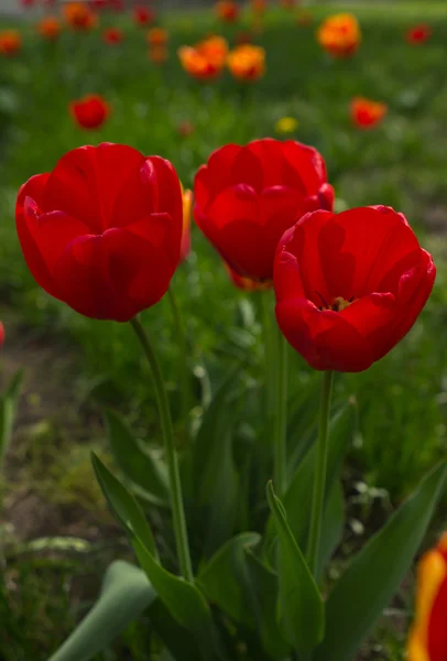 Hollande beaux champs de tulipes vives — Photo