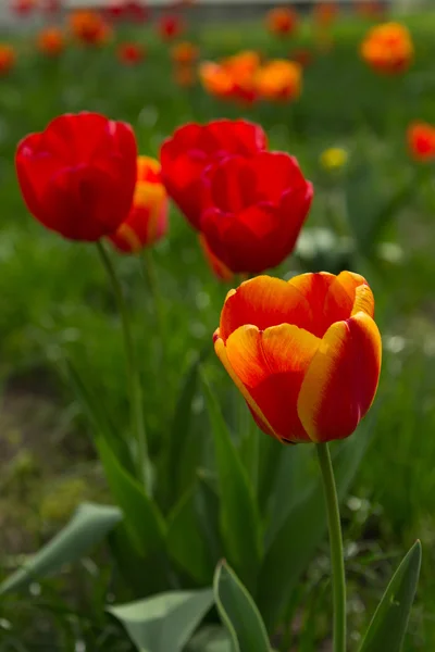 Hollande beaux champs de tulipes vives — Photo