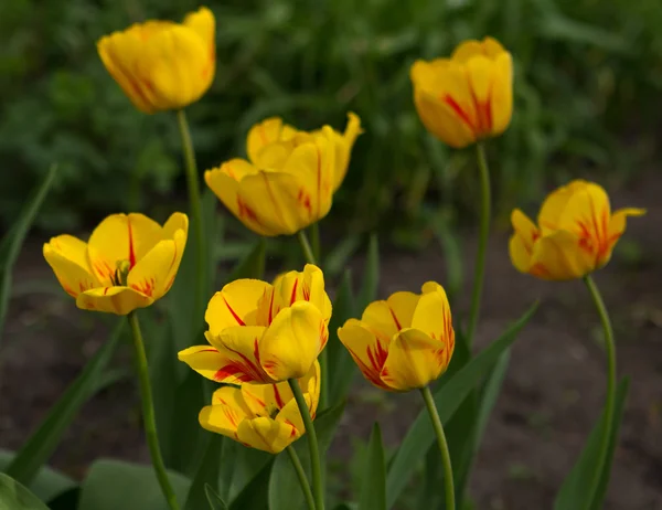 Hollande beaux champs de tulipes vives — Photo