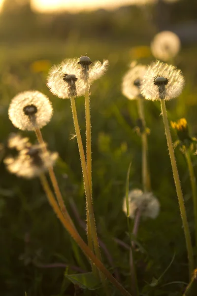 Close-up of wet dandelion seed with drops — Stock Photo, Image