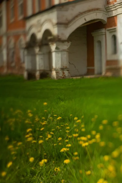 Pampelišky na staré budově pozadí — Stock fotografie