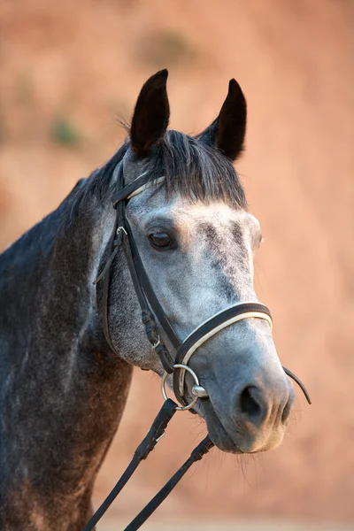 Horse — Stock Photo, Image