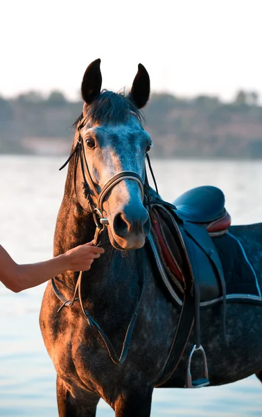 Horse — Stock Photo, Image