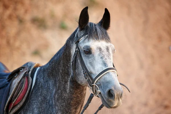 Portrait of a beautiful gray horse — Stock Photo, Image
